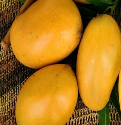 Know your mangoes: The best Mango varieties in Bangalore