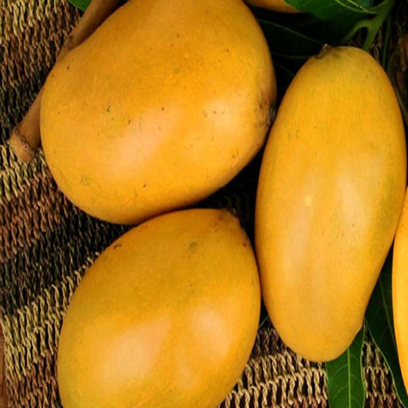 mango varieties in bangalore