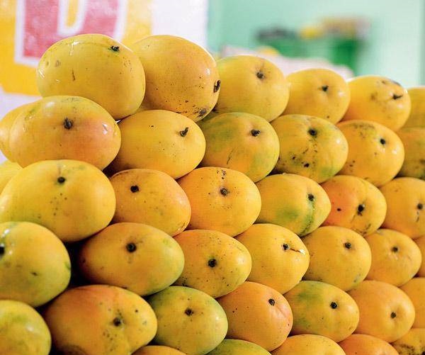 Know your mangoes The best Mango varieties in Bangalore Cookifi