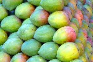 mango varieties in bangalore